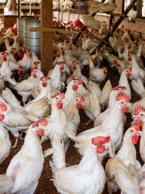 A fim de prevenir a entrada da Influenza Aviária de Alta Patogenicidade (IAAP) no Amazonas, o Instituto de Desenvolvimento Agropecuário e Florestal Sustentável do Estado do Amazonas (Idam) alerta aos avicultores que adotem medidas sanitárias para fortalecer a biossegurança nas granjas e na avicultura de subsistência no estado.
