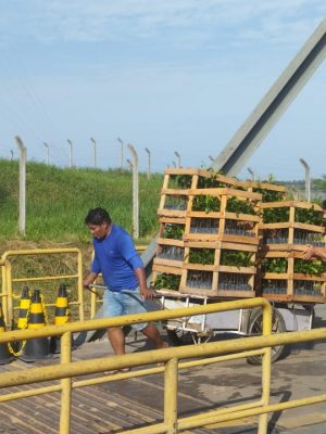 As 75 Unidades Locais (Unloc) e Postos Avançados do Instituto de Desenvolvimento Agropecuário e Florestal Sustentável do Estado do Amazonas (Idam) estão com cadastramento aberto para agricultores familiares interessados no recebimento de mudas de castanha-do-Amazônia. A iniciativa, viabilizada por meio do Projeto Excelsa, em parceria com a Fazenda Aruanã, beneficiou 500 trabalhadores rurais com a doação de mais de 93 mil mudas em 2025.