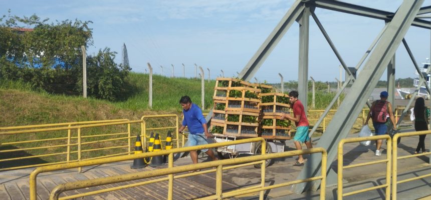 As 75 Unidades Locais (Unloc) e Postos Avançados do Instituto de Desenvolvimento Agropecuário e Florestal Sustentável do Estado do Amazonas (Idam) estão com cadastramento aberto para agricultores familiares interessados no recebimento de mudas de castanha-do-Amazônia. A iniciativa, viabilizada por meio do Projeto Excelsa, em parceria com a Fazenda Aruanã, beneficiou 500 trabalhadores rurais com a doação de mais de 93 mil mudas em 2025.