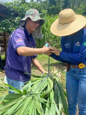 Com o objetivo de difundir práticas de pecuária sustentável, o Instituto de Desenvolvimento Agropecuário e Florestal Sustentável do Estado do Amazonas (Idam) tem como uma de suas prioridades a ampliação das Unidades Demonstrativas (UD) de pastejo rotacionado no interior do estado. A metodologia de Assistência Técnica e Extensão Rural (Ater) visa a capacitação de produtores rurais para a criação de gado de forma mais sustentável e eficiente.